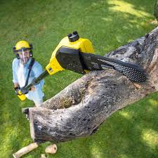  Malabar, FL Tree Removal Services Pros